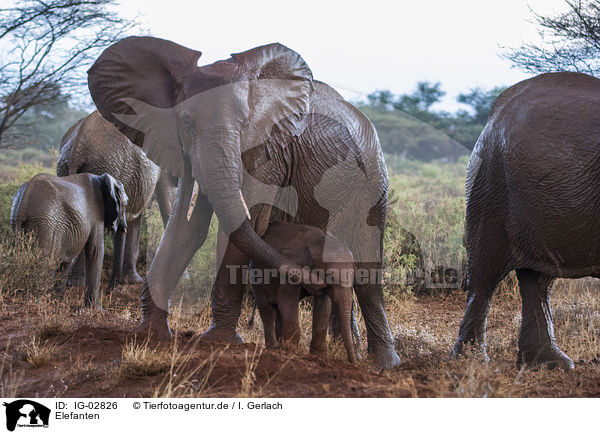 Elefanten / Elephants / IG-02826