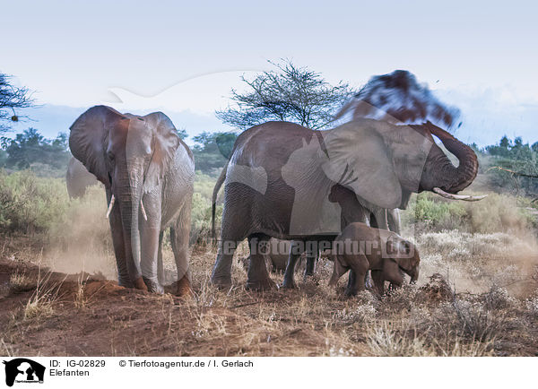 Elefanten / Elephants / IG-02829