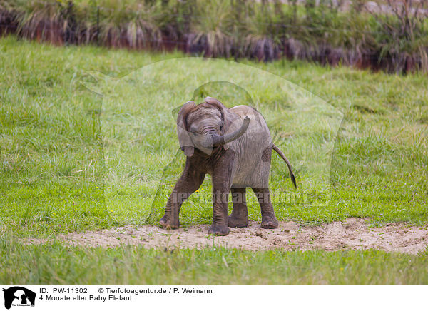 4 Monate alter Baby Elefant / 4 months old baby elephant / PW-11302