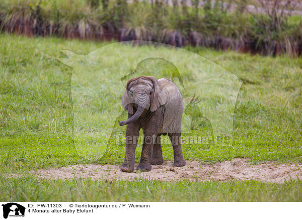 4 Monate alter Baby Elefant / PW-11303