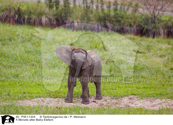 4 Monate alter Baby Elefant / 4 months old baby elephant / PW-11304
