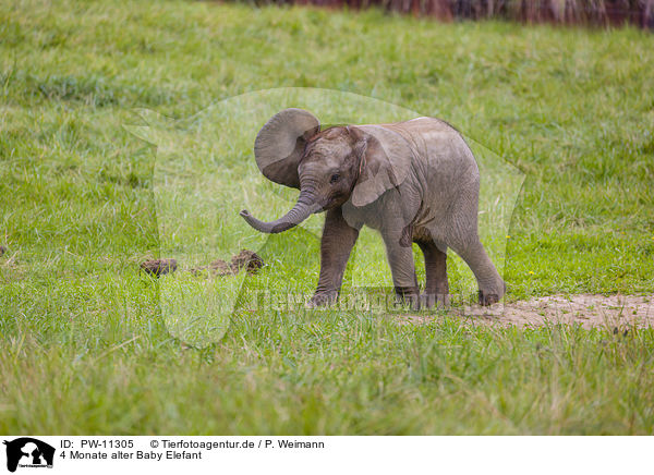 4 Monate alter Baby Elefant / PW-11305