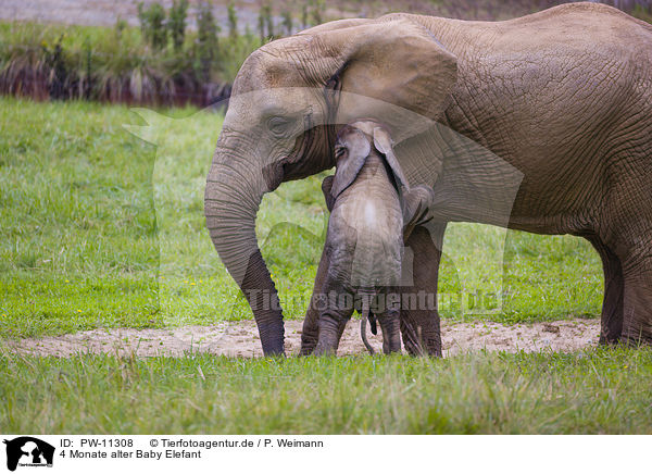 4 Monate alter Baby Elefant / PW-11308