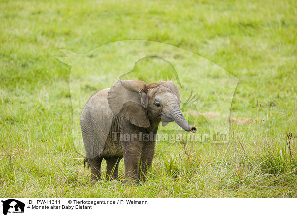 4 Monate alter Baby Elefant / 4 months old baby elephant / PW-11311
