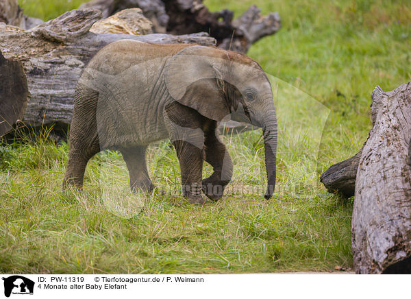 4 Monate alter Baby Elefant / PW-11319