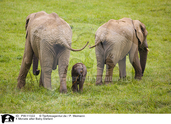 4 Monate alter Baby Elefant / 4 months old baby elephant / PW-11322