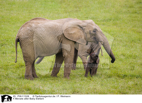 4 Monate alter Baby Elefant / PW-11328