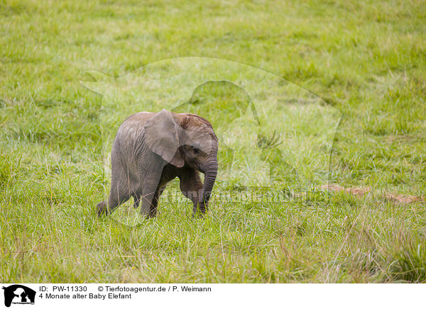 4 Monate alter Baby Elefant / PW-11330
