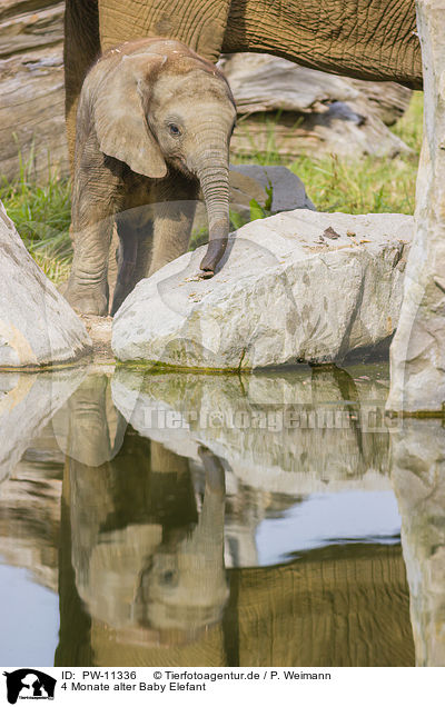 4 Monate alter Baby Elefant / PW-11336