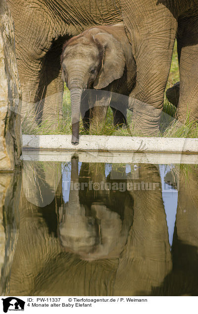 4 Monate alter Baby Elefant / PW-11337