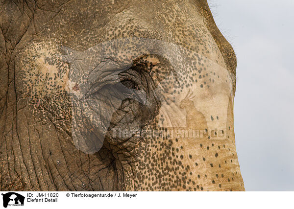 Elefant Detail / elephant detail / JM-11820