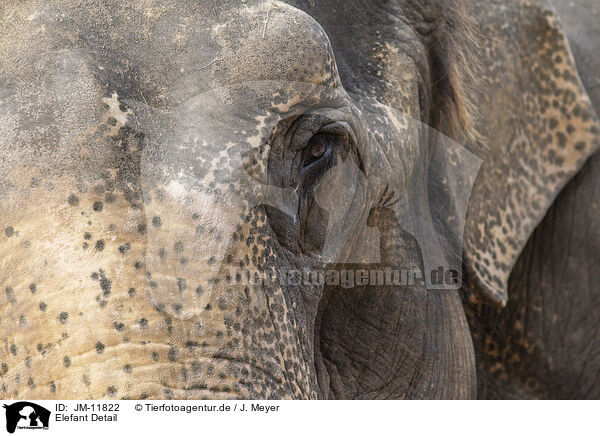 Elefant Detail / JM-11822