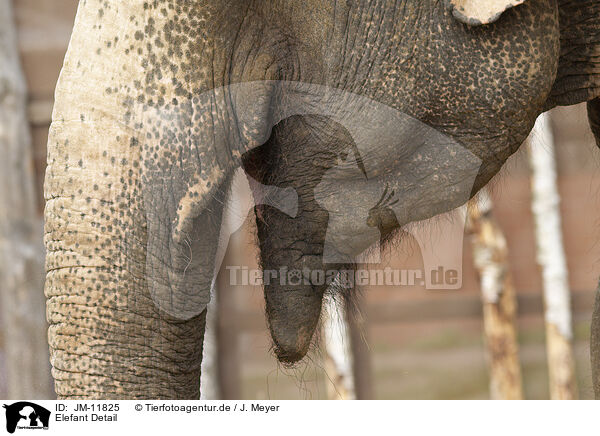 Elefant Detail / JM-11825