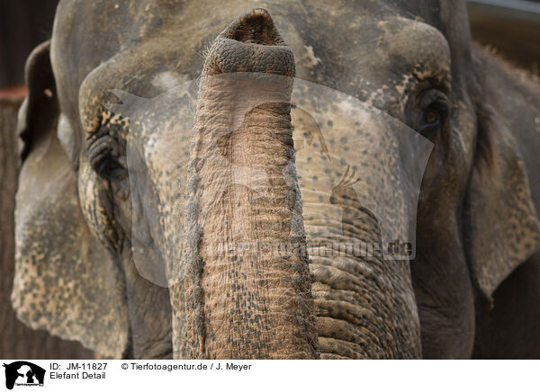 Elefant Detail / JM-11827