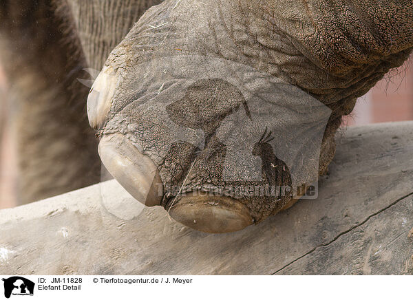 Elefant Detail / elephant detail / JM-11828
