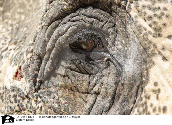 Elefant Detail / JM-11831