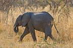 junger Elefanten