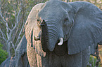 Elefant Portrait