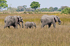 laufende Elefanten