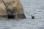 Elefant Portrait