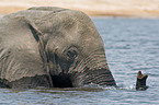 Elefant Portrait
