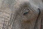 Elefant Portrait