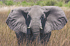 Elefant Portrait