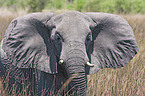 Elefant Portrait