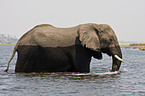 badender Elefant