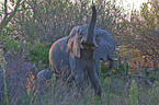 laufender Elefant