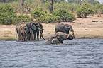 badende Elefanten