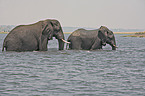 badende Elefanten