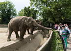 Elefanten im Zoo