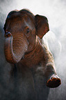 Elefant