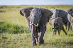 rennende Elefanten