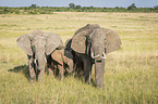 stehende Elefanten