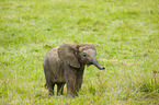 4 Monate alter Baby Elefant