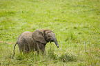 4 Monate alter Baby Elefant