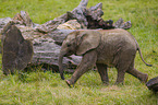 4 Monate alter Baby Elefant