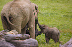 4 Monate alter Baby Elefant