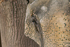 Elefant Detail