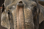 Elefant Detail