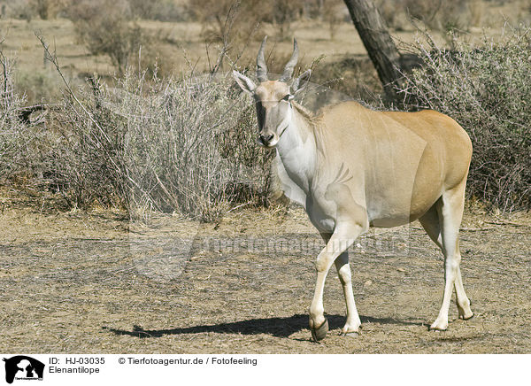 Elenantilope / common eland / HJ-03035