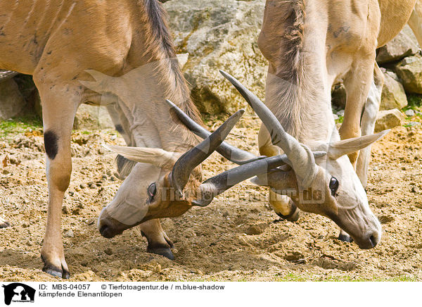 kmpfende Elenantilopen / fighting Eland / MBS-04057