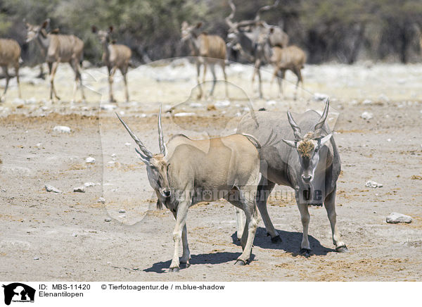 Elenantilopen / common elands / MBS-11420