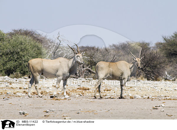 Elenantilopen / common elands / MBS-11422
