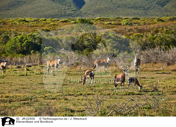 Elenantilope und Buntbock / common eland and bontebok / JR-02509