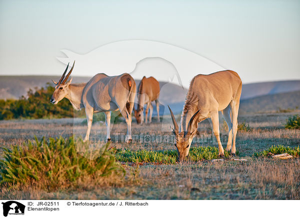 Elenantilopen / common elands / JR-02511