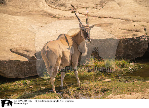 Elenantilope / common eland / SVS-01455