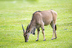Elenantilope